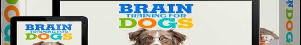 Brain Dog Training