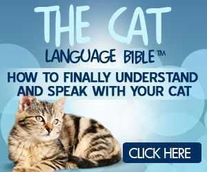 CAT LANGUAGE BIBLE