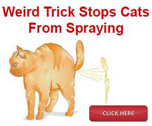 Cat Spray